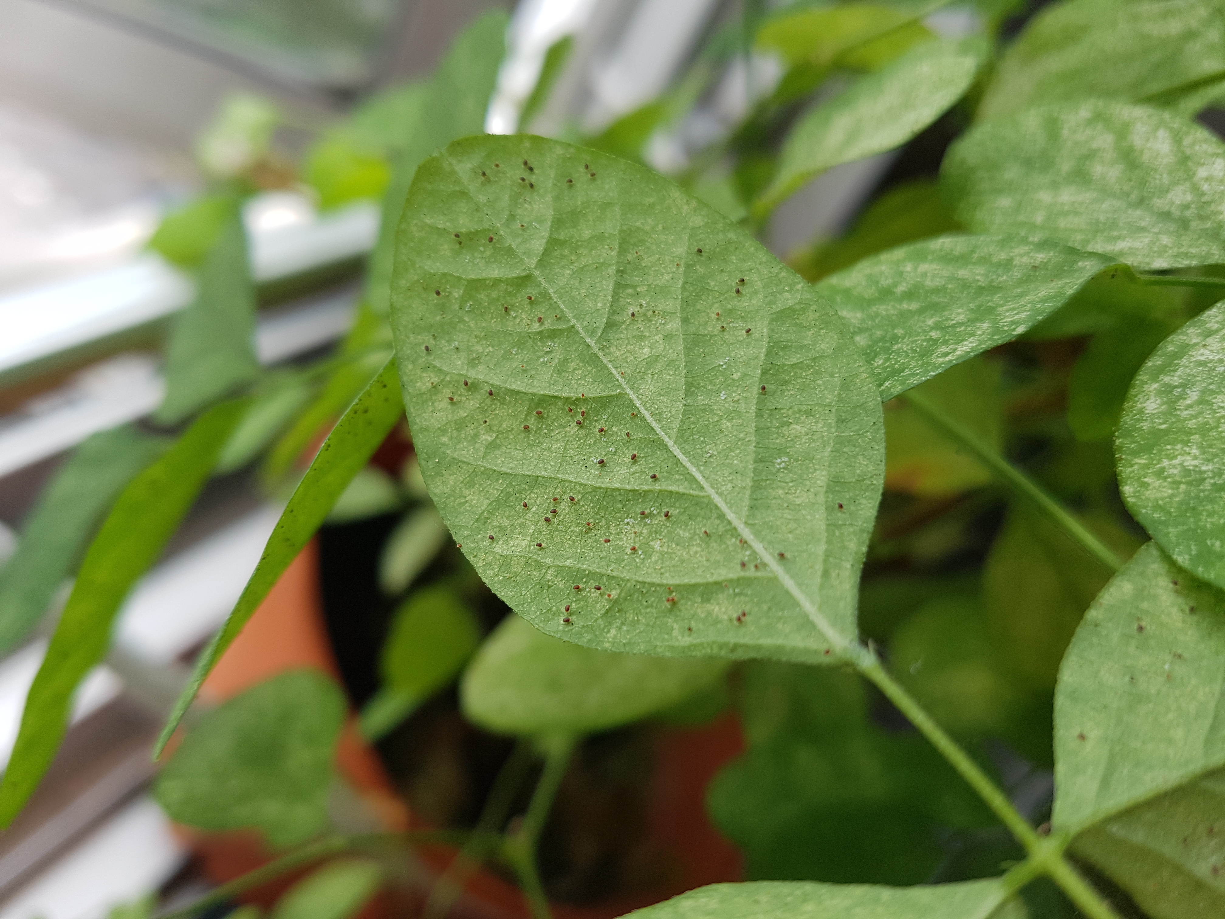 File Spider Mites Jpg Wikimedia Commons