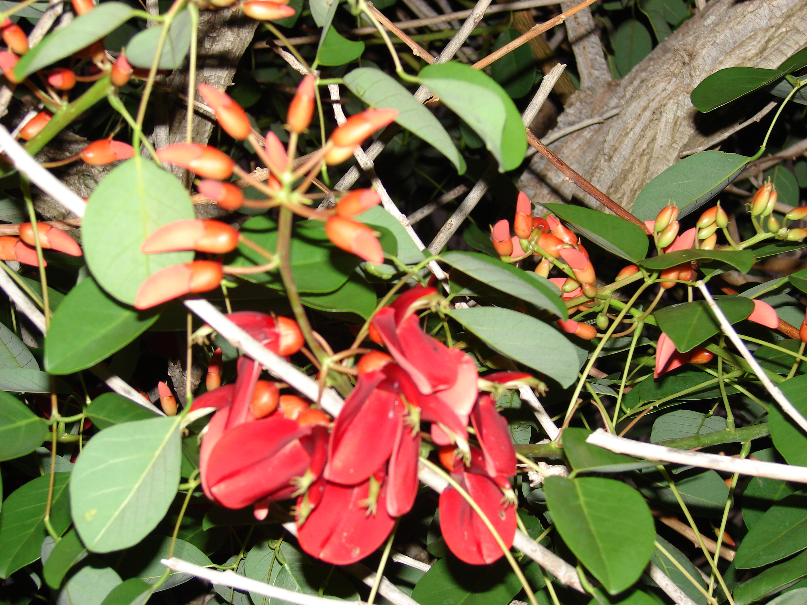 Цветок ала. Эритрина Байо. Piscidia Erythrina.