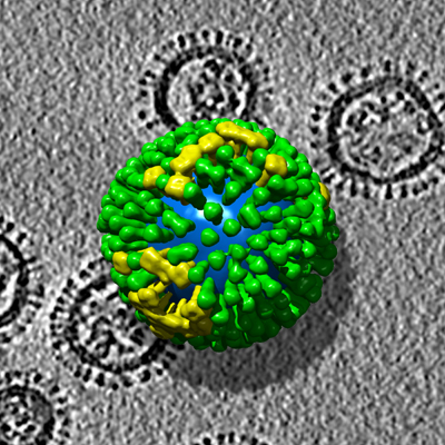 virus image photo by Harris A, et al. Released by the US gov under the public domain