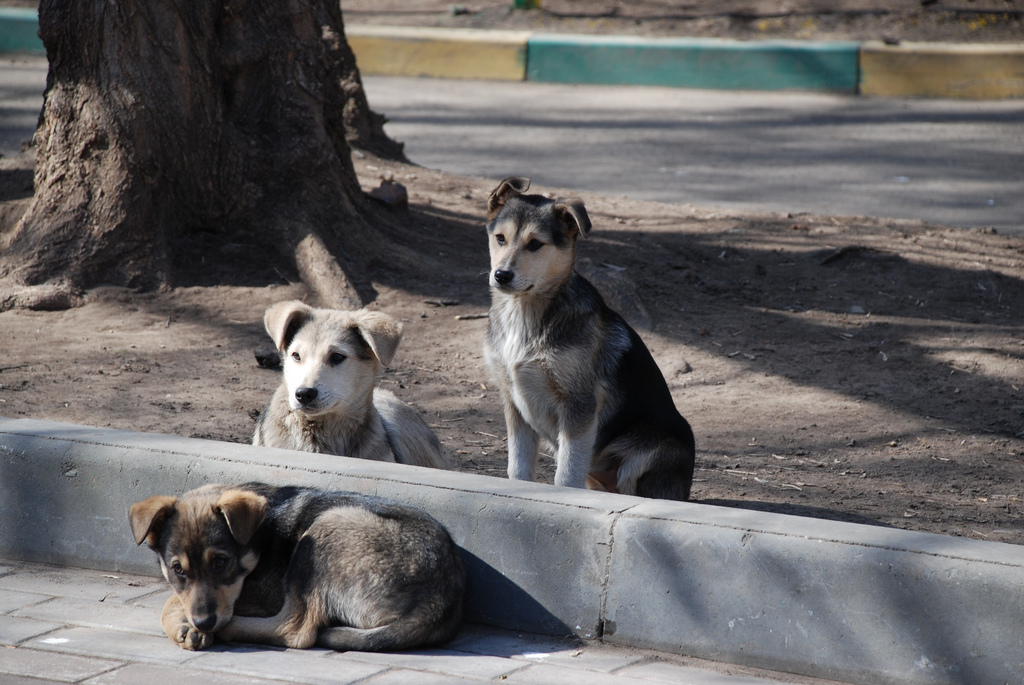 how many stray dogs are there in the us