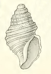 <i>Taranis</i> (gastropod) genus of molluscs