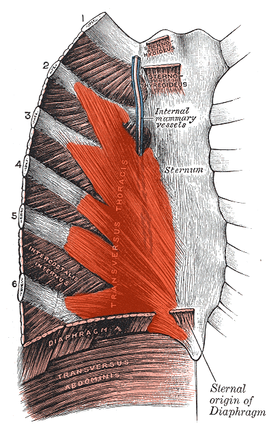 Rib cage - Wikipedia