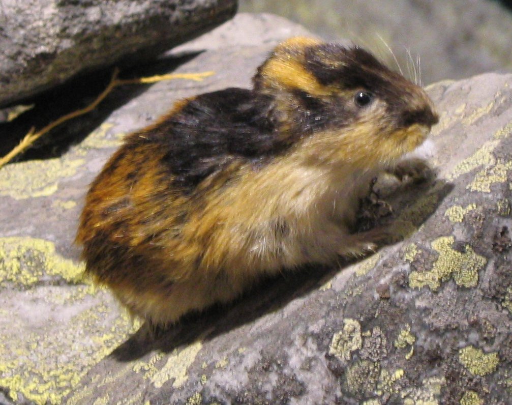 lemming migration