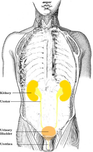 File:Urinary tract en.png