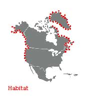 Range in North America (also in northeast Atlantic and northwest Pacific Oceans) Urticina crassicornis habitat.jpg