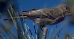 File:WesternWoodPewee23.jpg