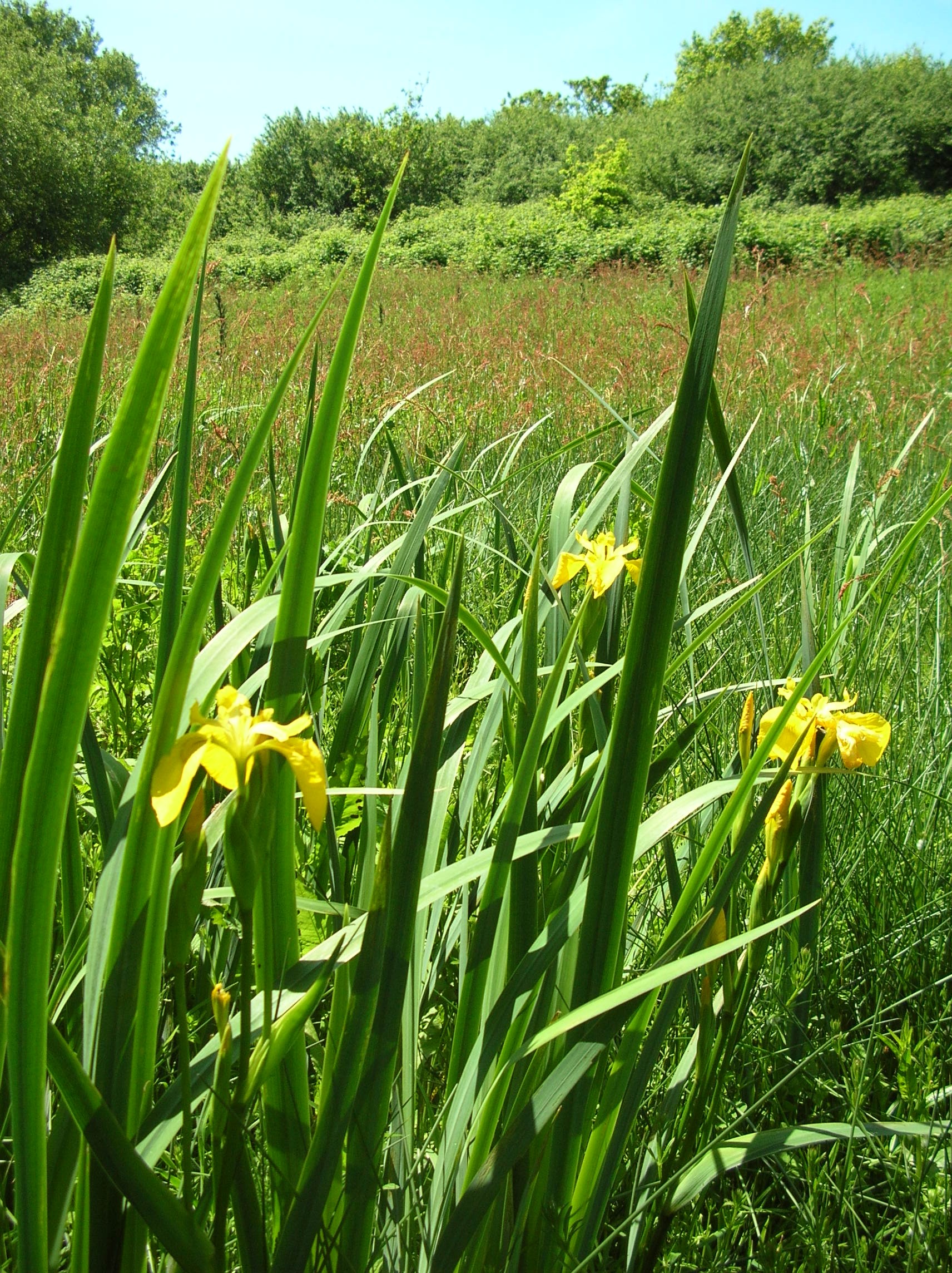 Fremington Local Nature Reserve