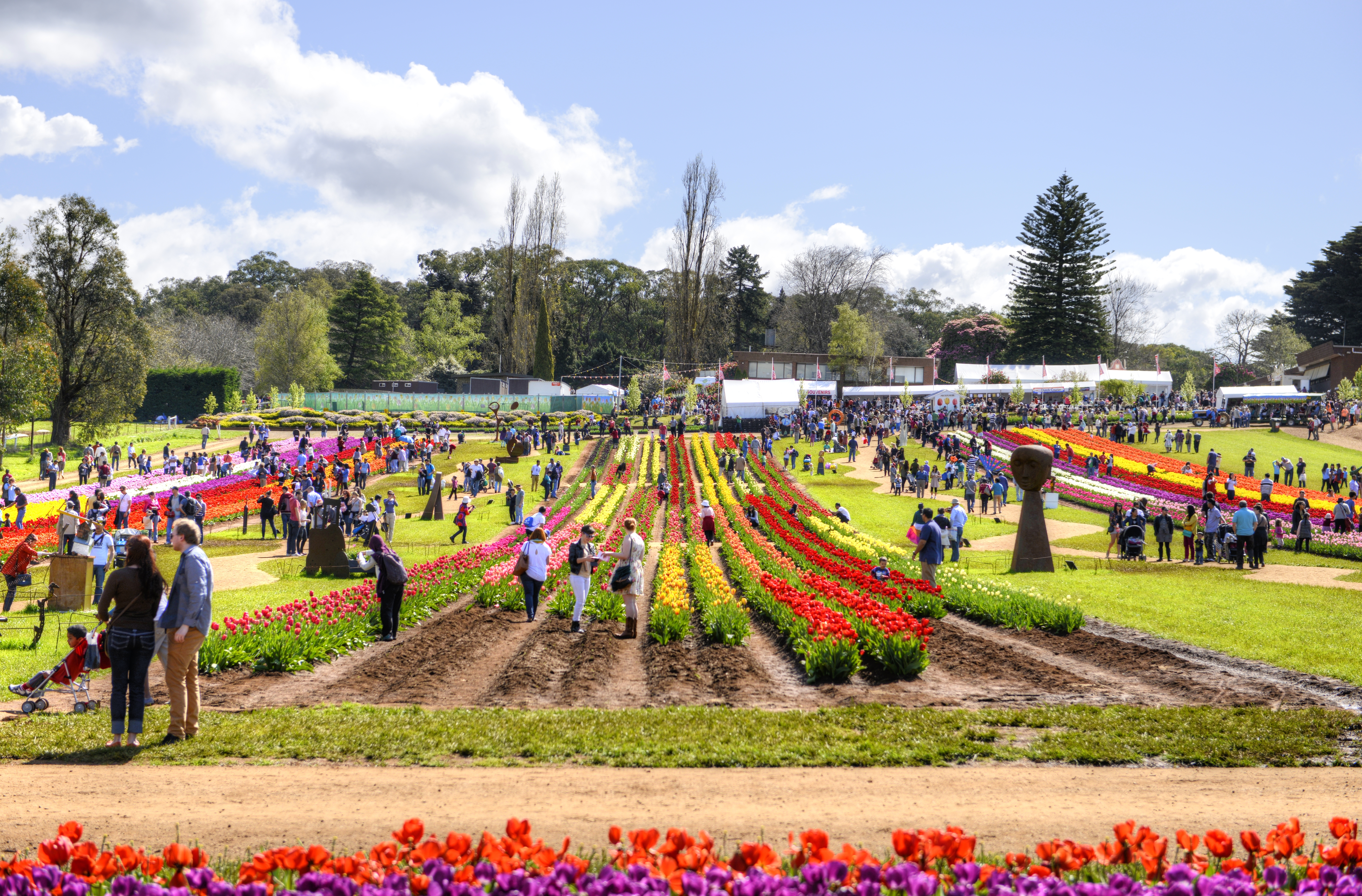 Цветочные фестивали в Австралии тюльпан. Тьюлип фестиваль. Flower Festival installion. Tulip Festival Card.