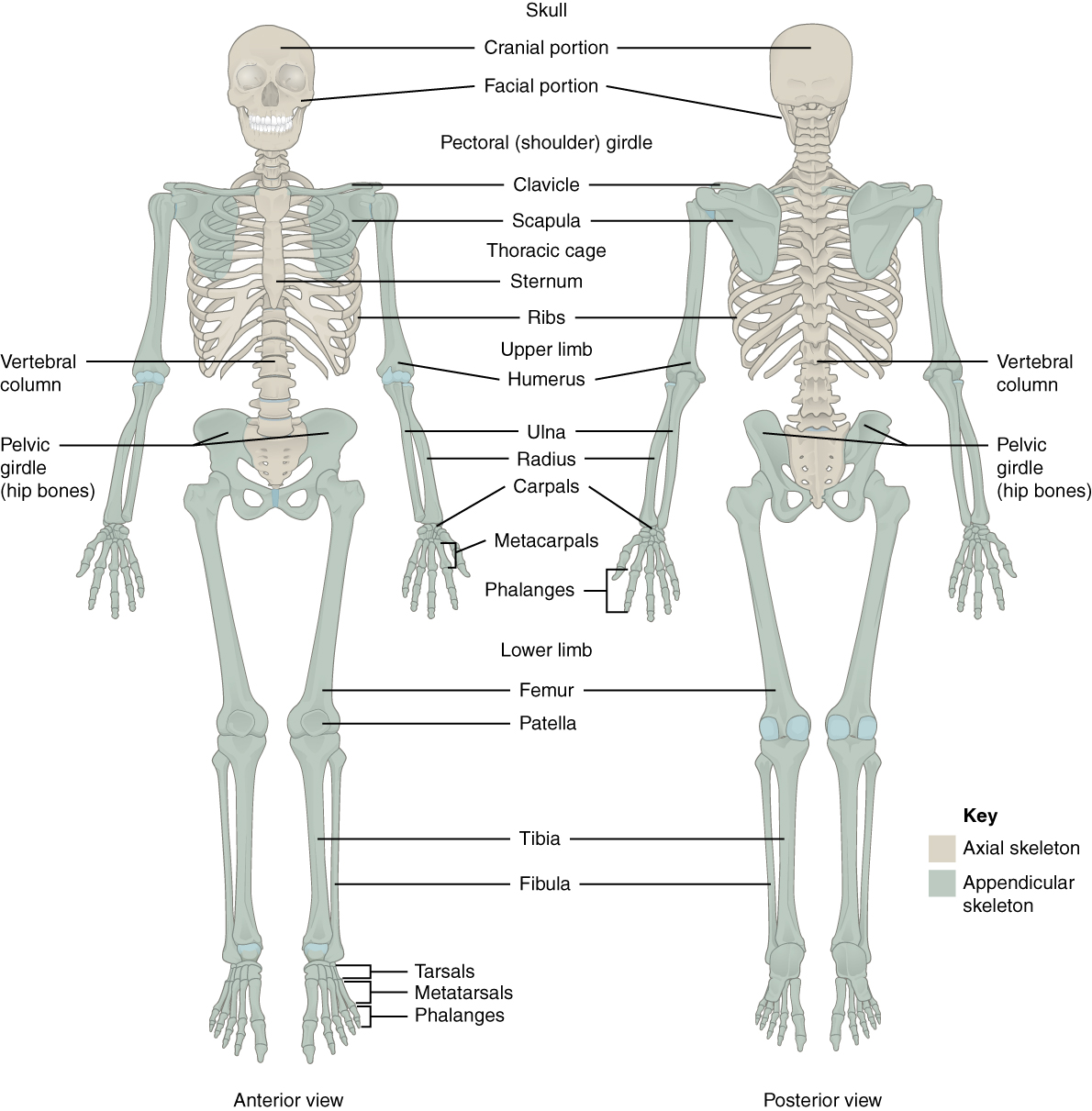 Appendicular skeleton - Wikipedia