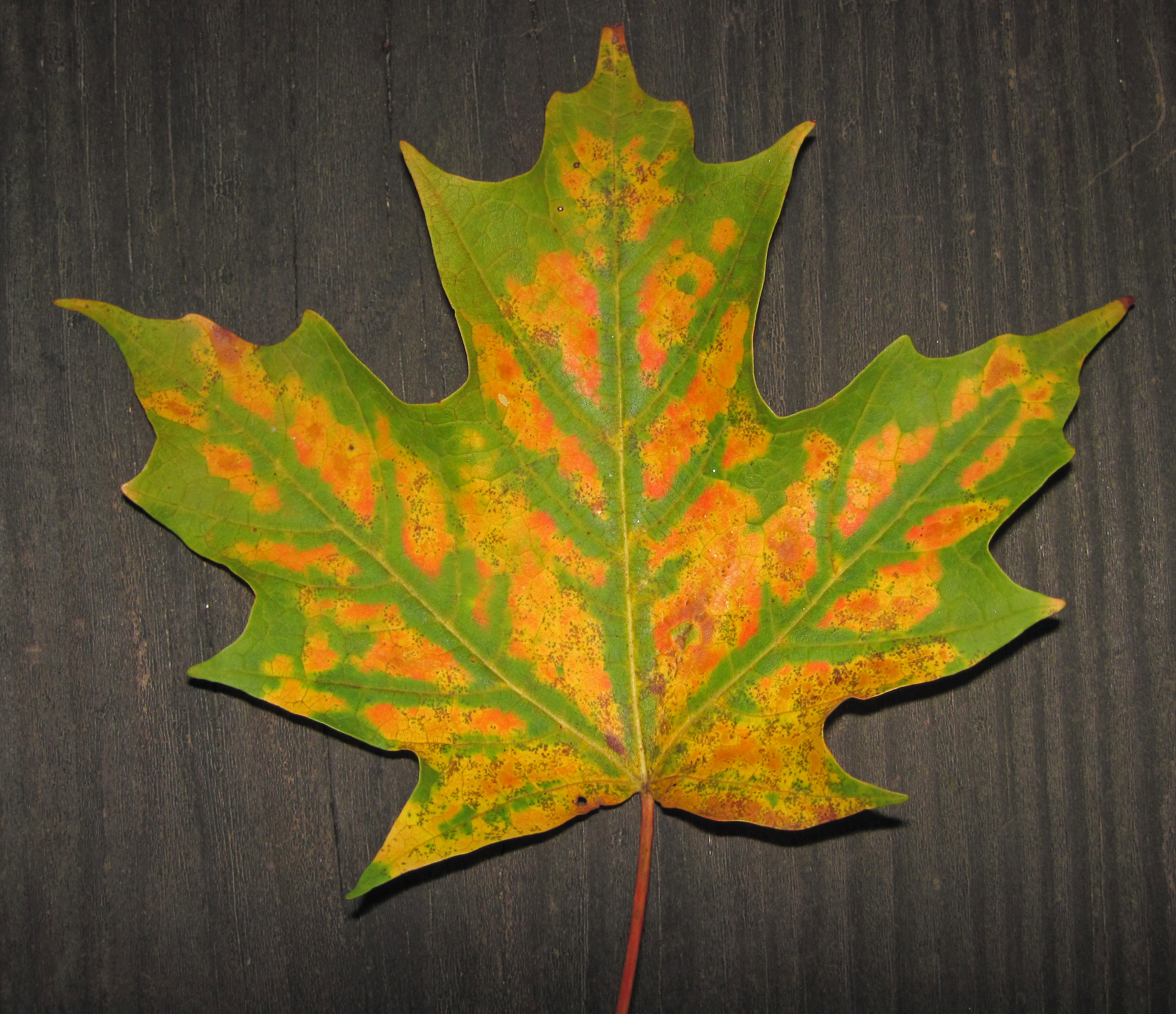 File:Background wallpaper maple leaves.jpg - Wikimedia Commons