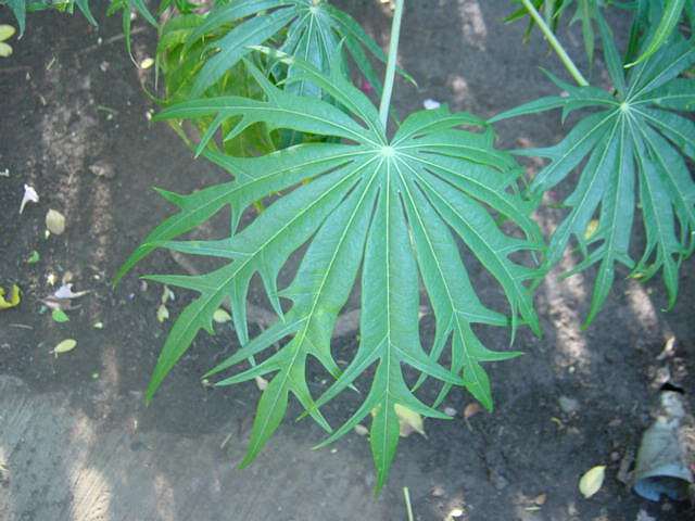 File:Arbre corail feuille.JPG