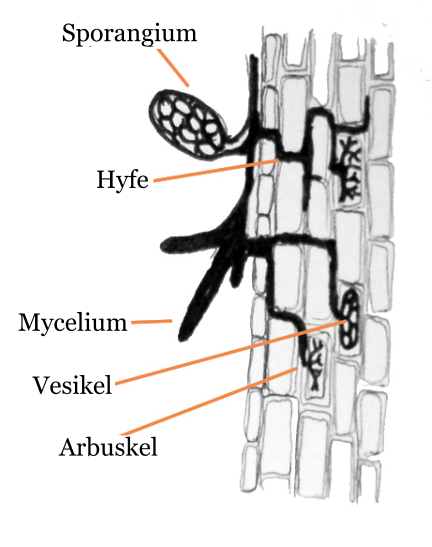 Mykorrhiza - Wikipedia, den encyklopædi