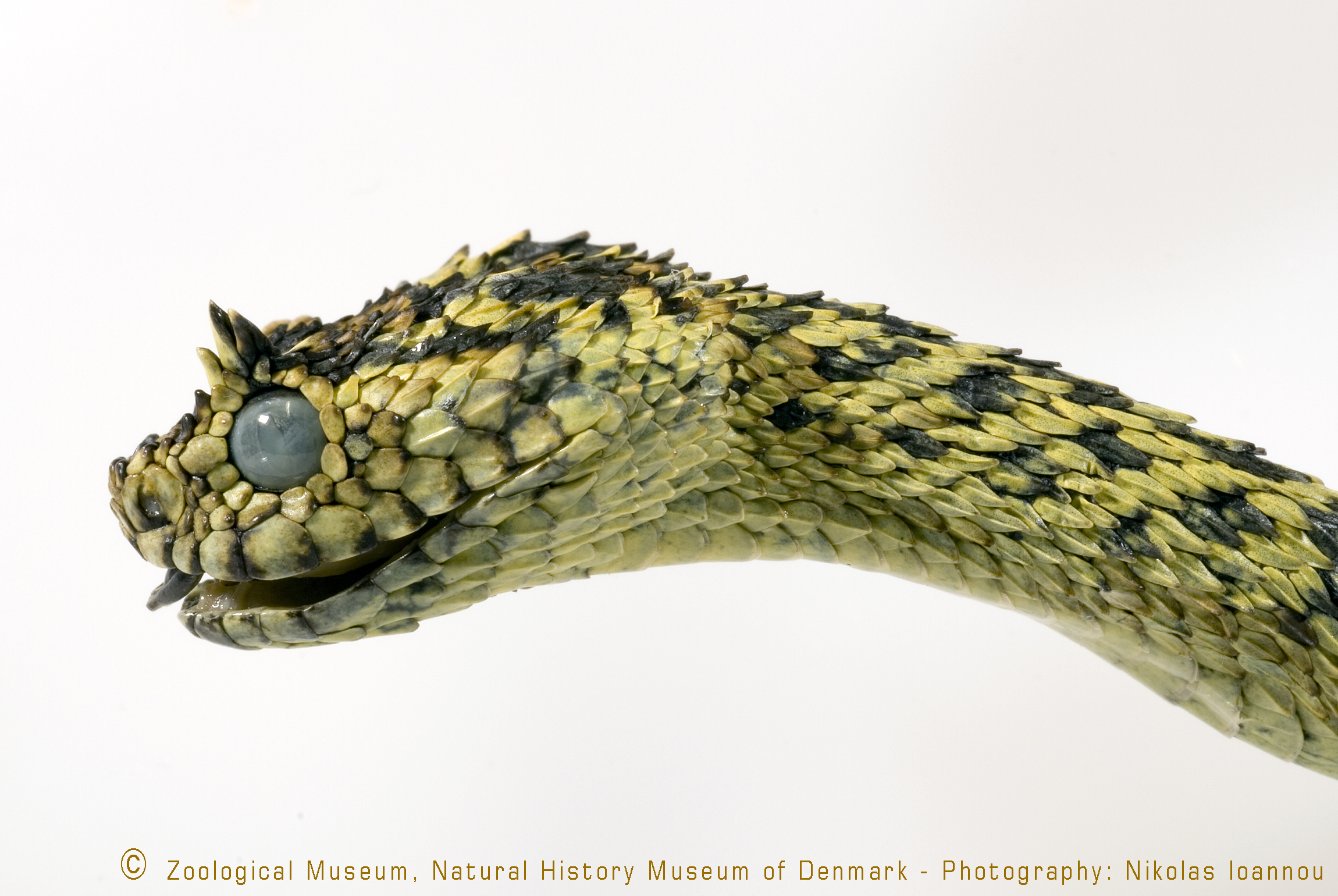 Doc 🐅🔜 MFF on X: This lil' dragon-like snake is a hairy bush viper!  Scientifically called Atheris hispida, their scientific name comes from the  Greek words meaning hairy and tailed. Their tails