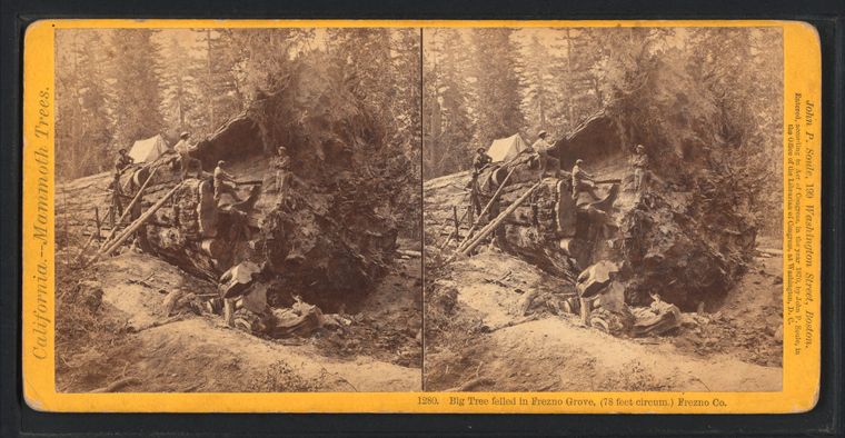 File:Big tree felled in Fresno Grove (78 feet circum.) Fresno Co., by Soule, John P., 1827-1904.jpg