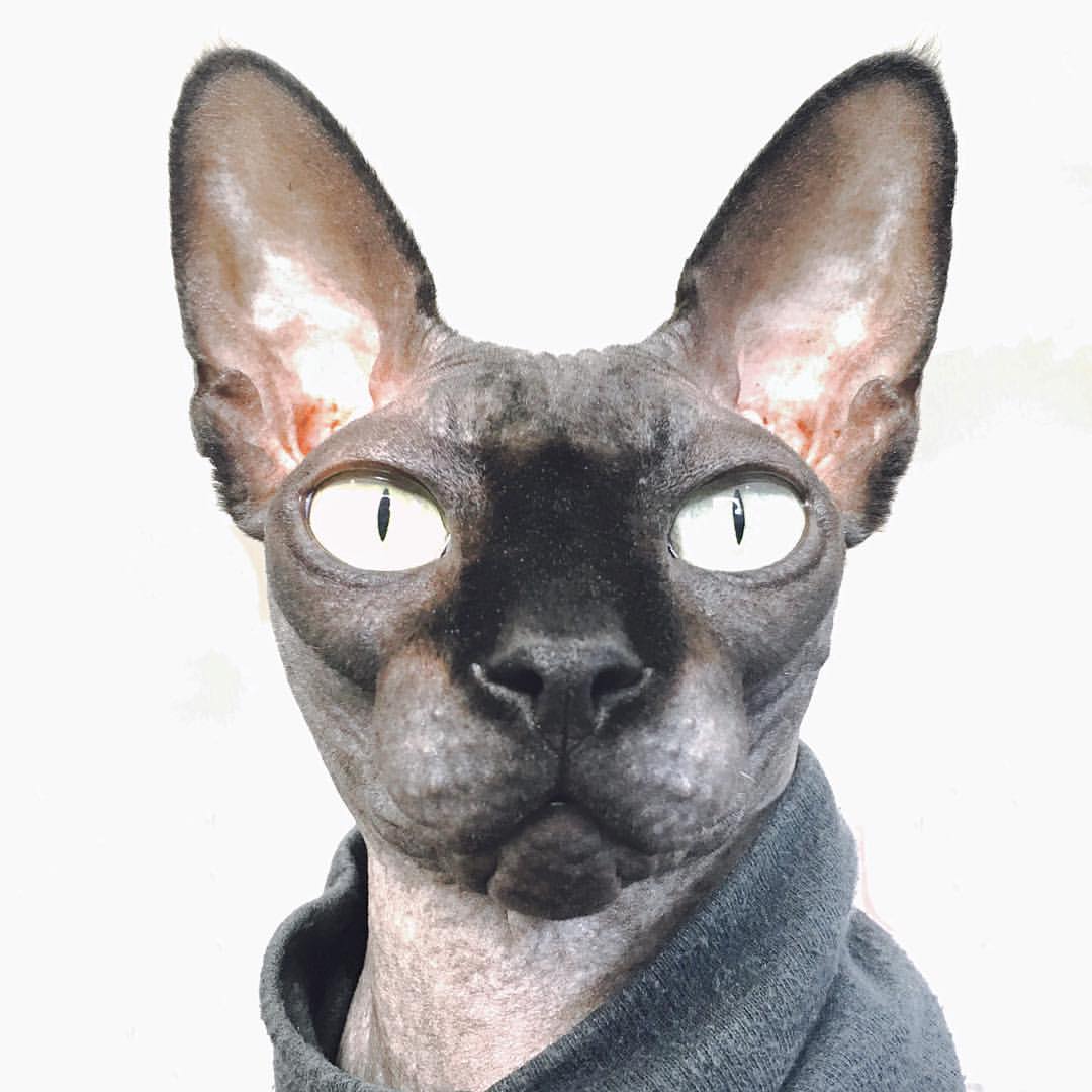 cute black sphynx cat