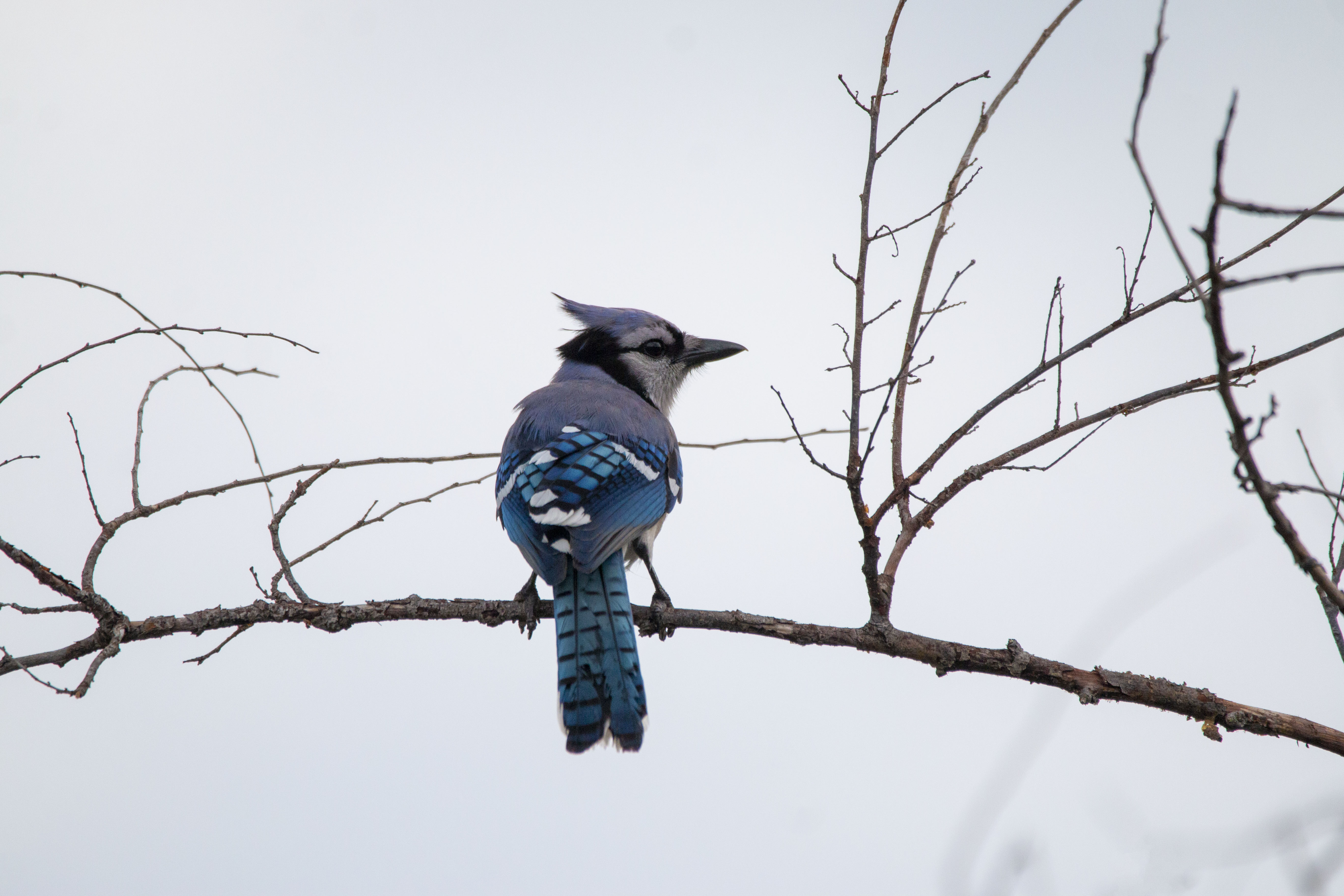 Blue jay - Wikipedia