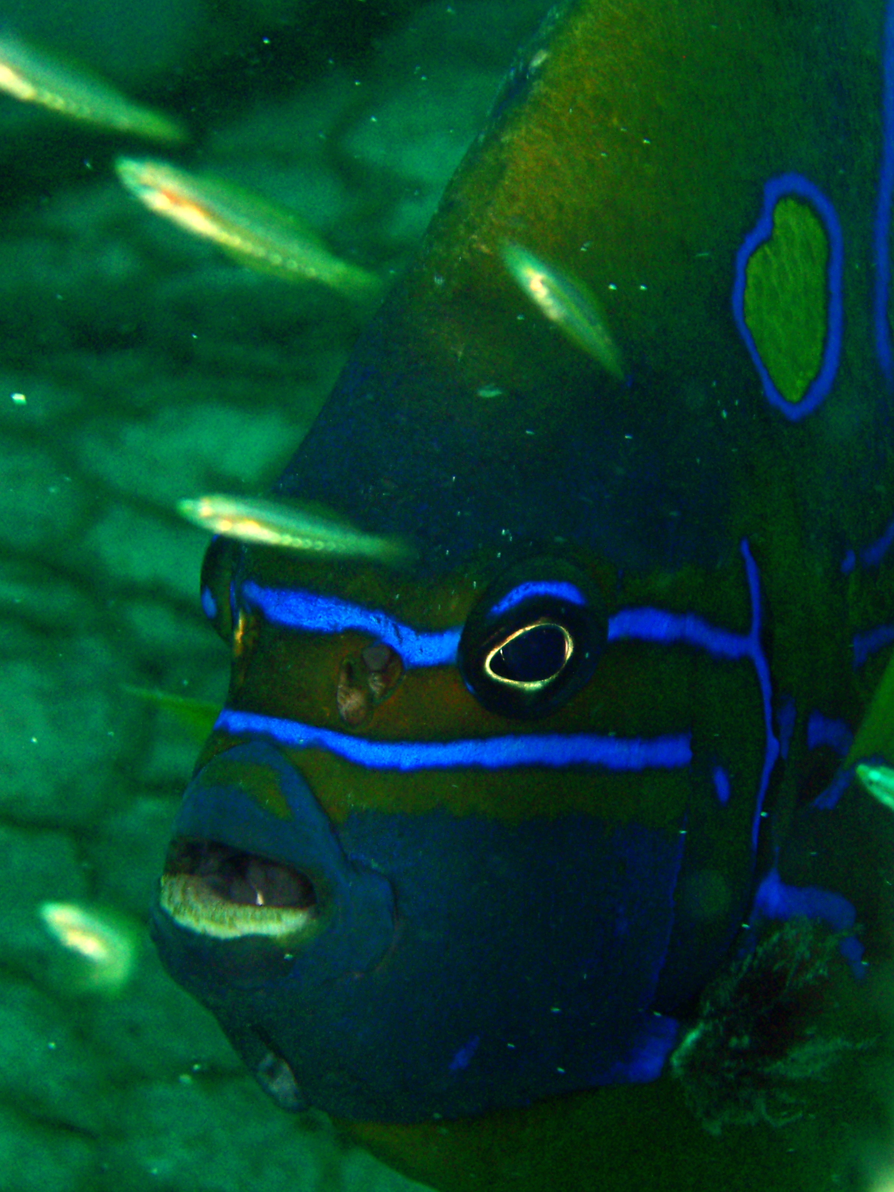 Blue ring angelfish (Pomacanthus annularis) - JungleDragon