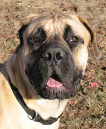 File:Boerboel head.jpg