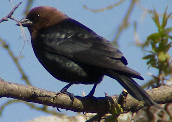 File:Brown Headed Cowbird.jpg