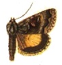 <i>Syngrapha alticola</i> Species of moth