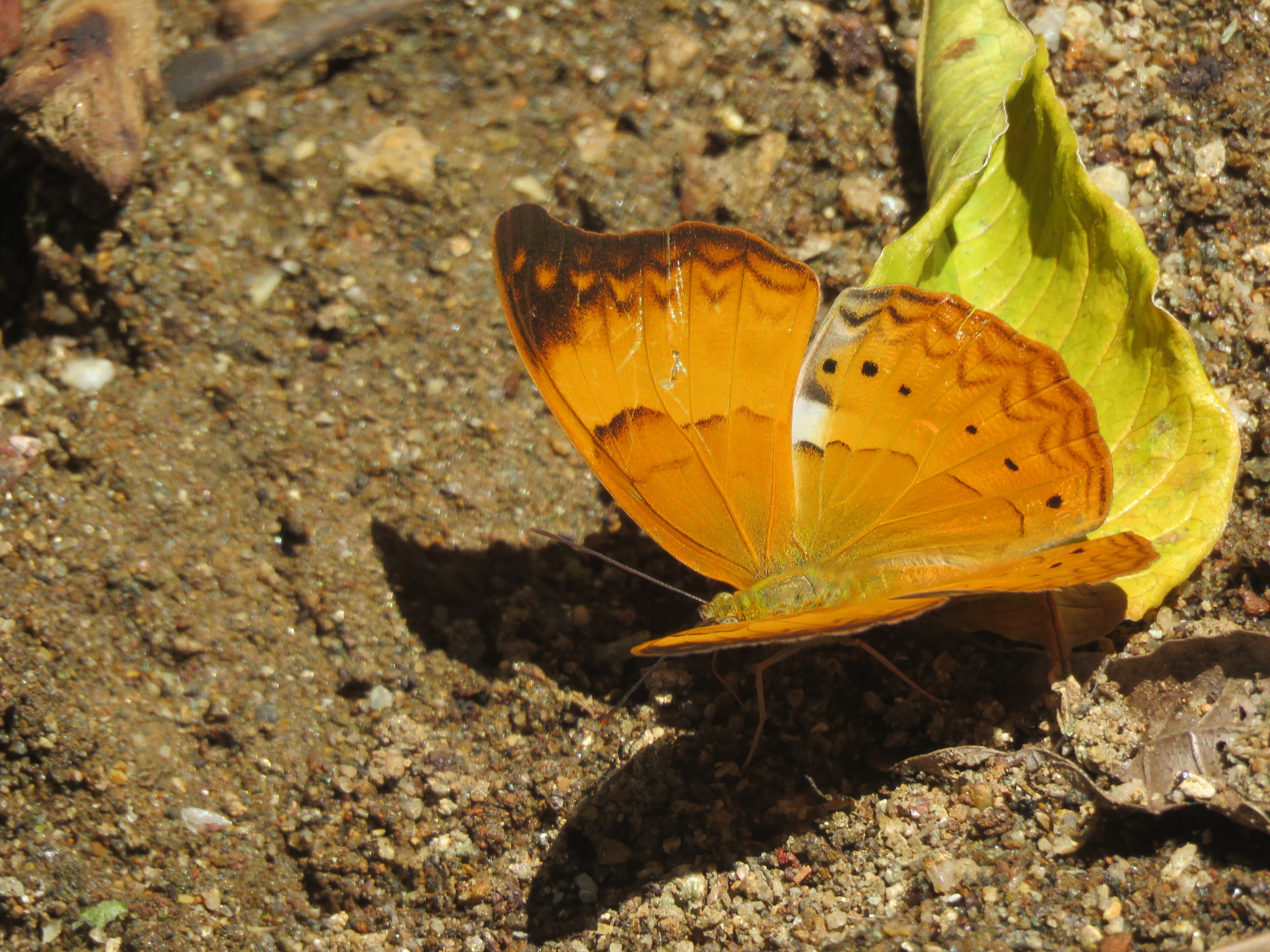 Filecirrochroa Thais Tamil Yeoman Aralam Butterfly