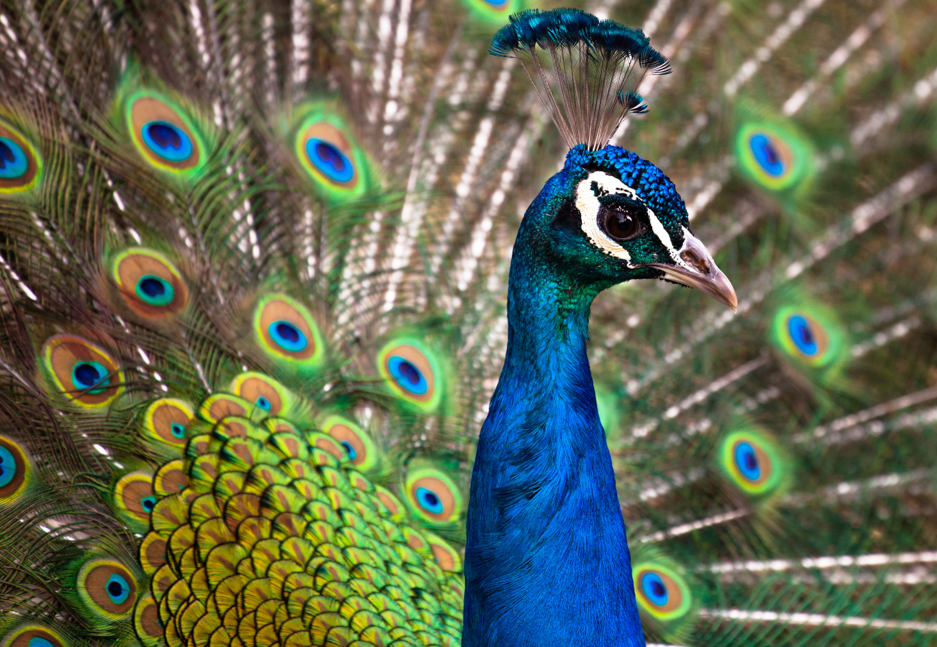 File:Ghi, pettingzoo (escaped peacock - not school pecock!)3.jpg -  Wikimedia Commons