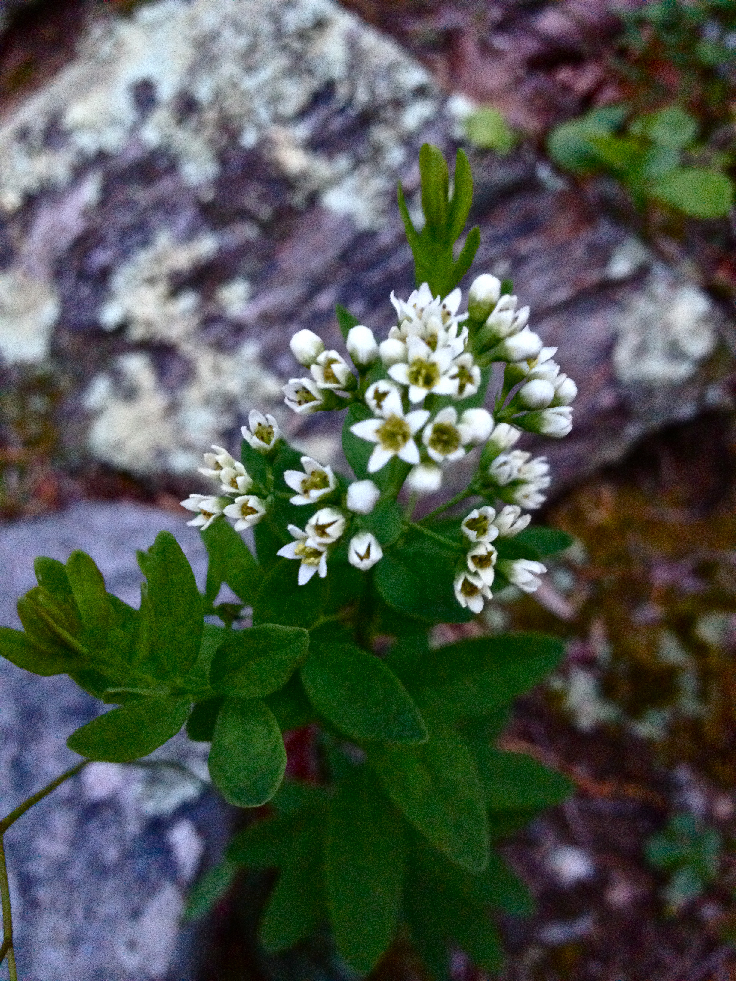 File Comandra Umbellata Bastard Toadflax Jpg Wikimedia Commons