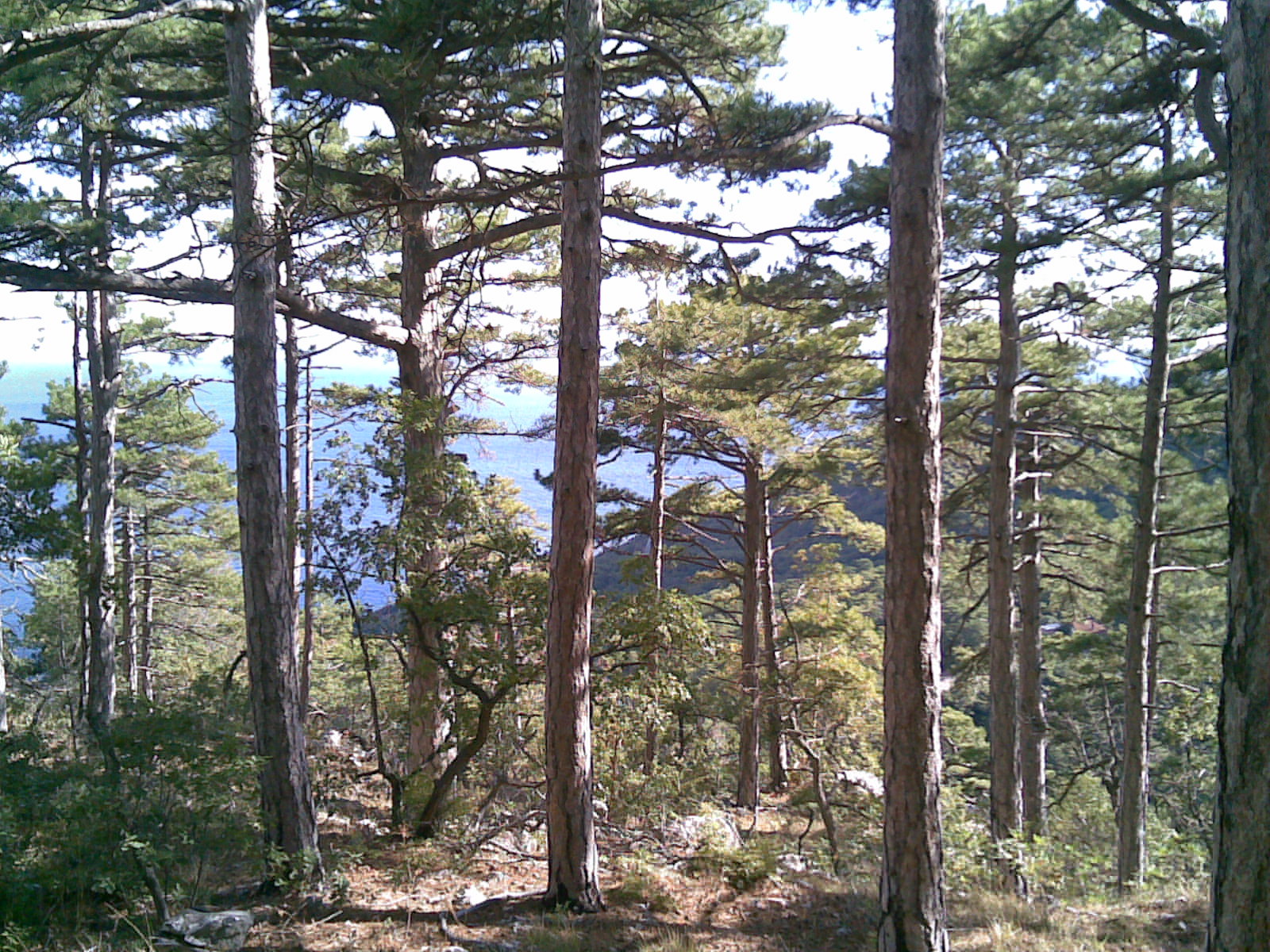 Rescate Bajo las Alas Rojas - Página 3 Coniferous_forest_in_crimea