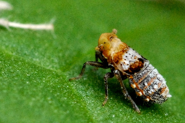 File:Conomelus.anceps.-.lindsey.jpg