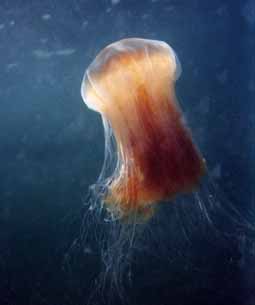 Lion's mane jellyfish