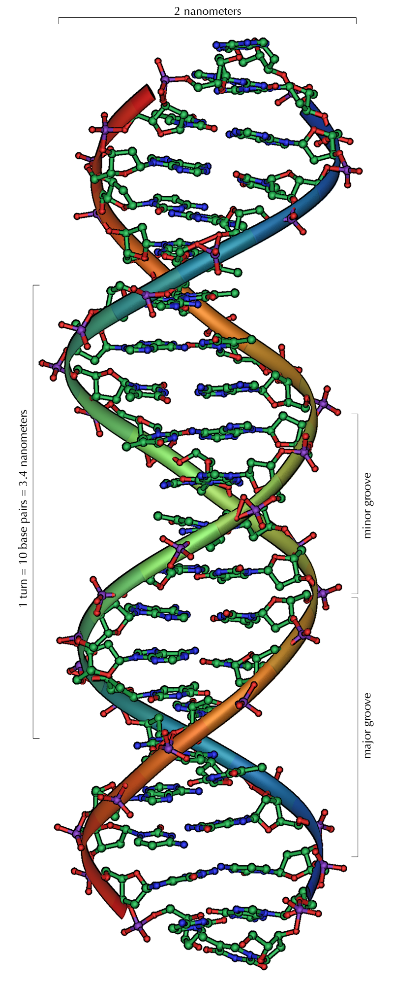 DNAの二重螺旋構造 クリックとワトソンとの共同研究によって、世界で初めて同定されたDNAのとる立体構造。Wikipediaより