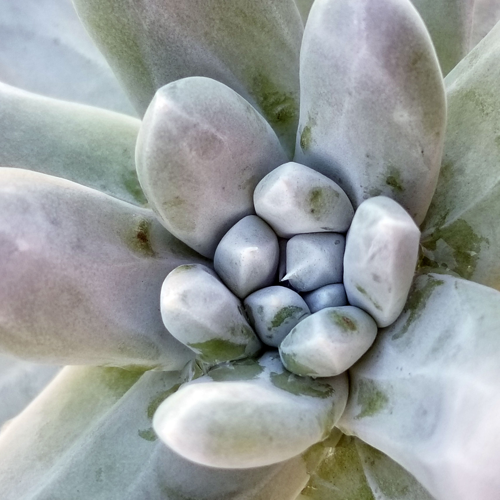 Pachyphytum Коко