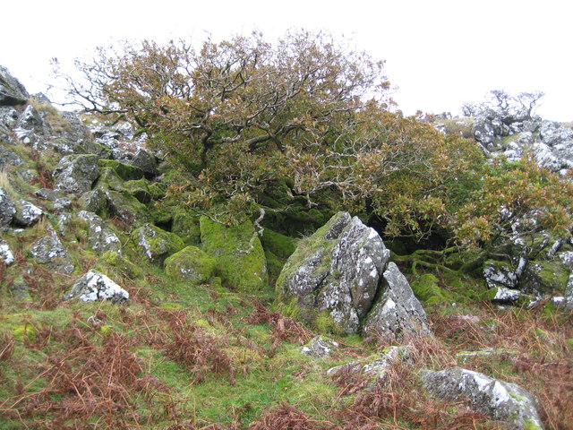 File:Dartmoor, Cox Tor - geograph.org.uk - 1031276.jpg