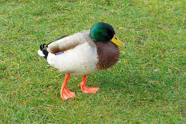 File:Duck at Southwold - geograph.org.uk - 1104135.jpg