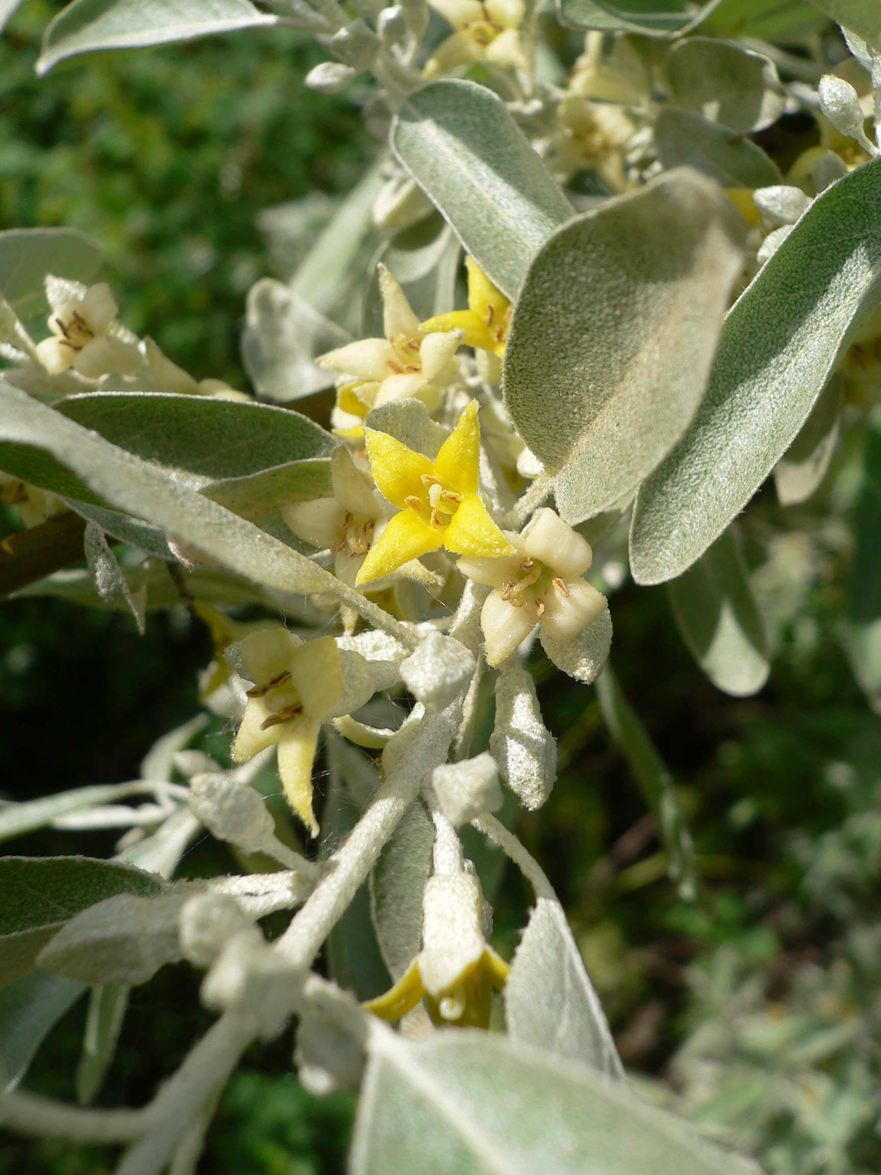 Лох фото. Лох узколистный Ангустифолия. Лох серебристый (Elaeagnus commutata). Лох узколистный Elaeagnus. Лох серебристый узколистный.