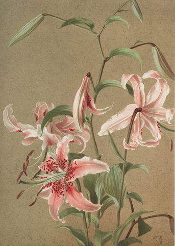 File:Ellen Thayer Fisher 1885 Japan Lily.jpg