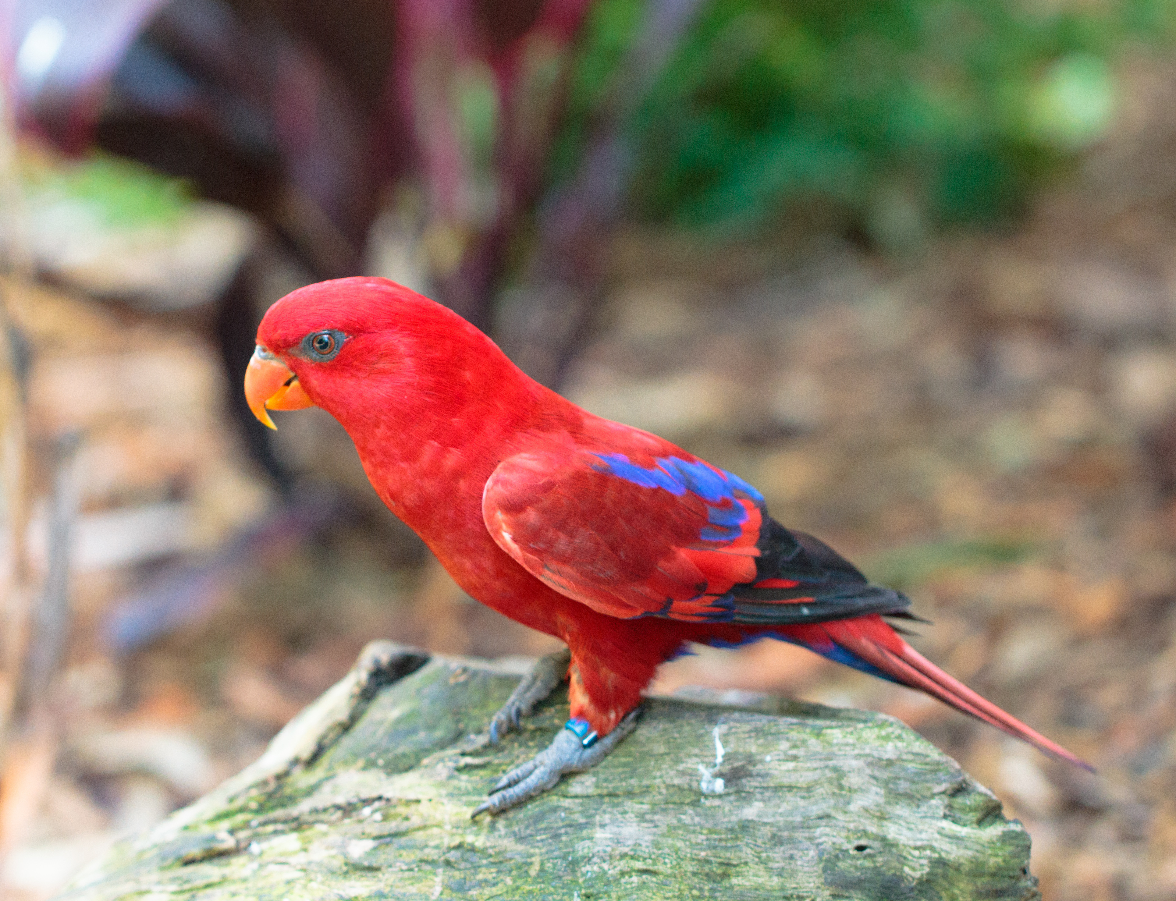 red parakeet pet