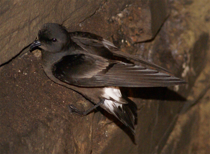 File:European Storm-petrel.jpg