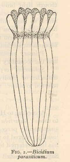 Peachia parasitica