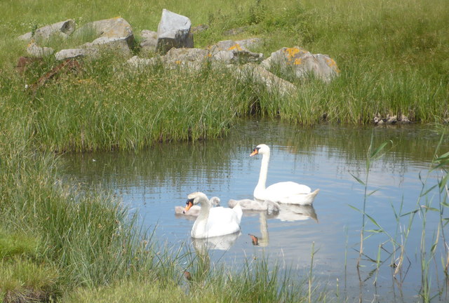 Family of swans by Faversham Creek - geograph.org.uk - 1353937