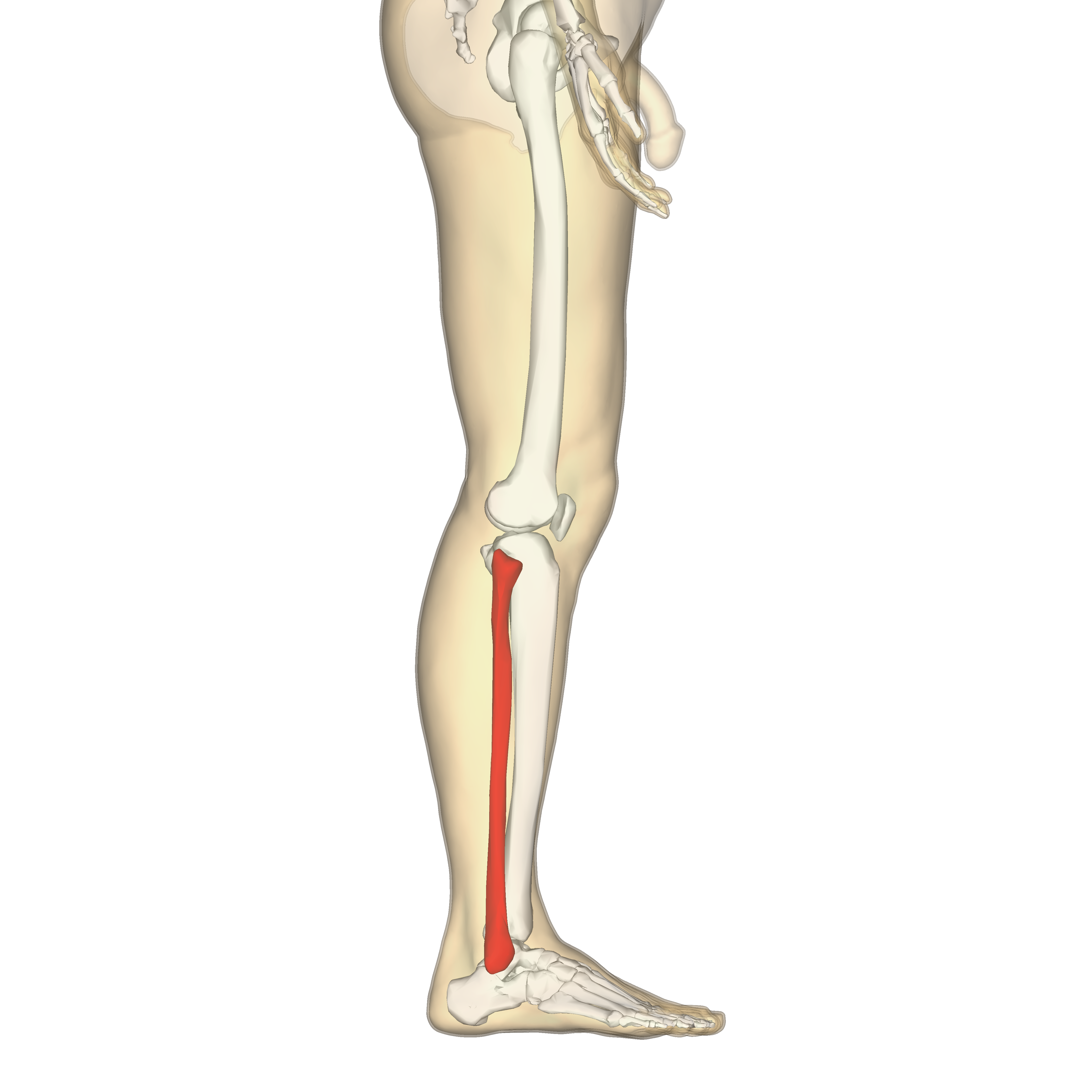 tibia and fibula posterior view