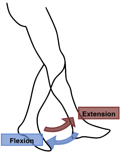 File:Flexion Extension Leg.png