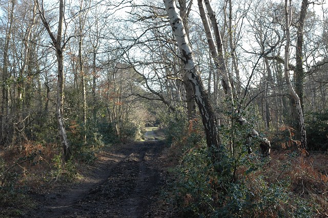 File:Footpath through woodland, Badminston - geograph.org.uk - 328099.jpg