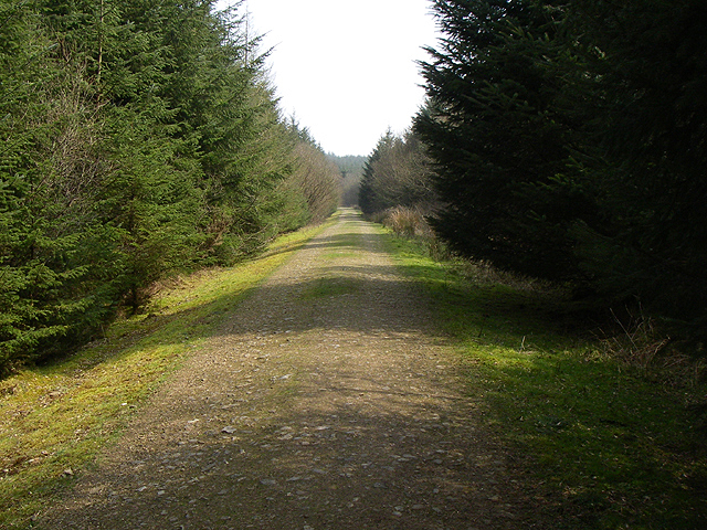 File:Forestry Track - geograph.org.uk - 156911.jpg