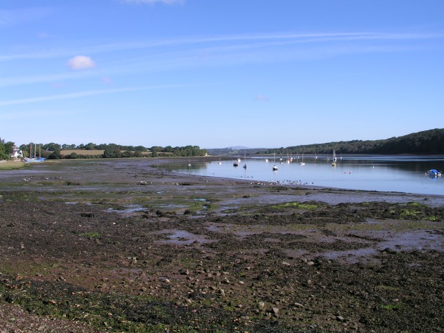 Geese at low tide - geograph.org.uk - 843917