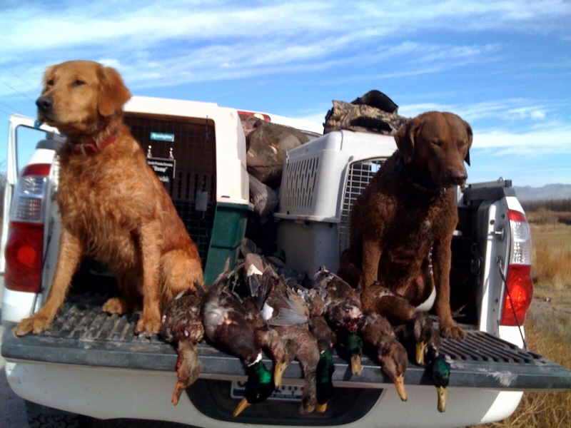 File:Golden and Chessie Duck Harvest.jpg