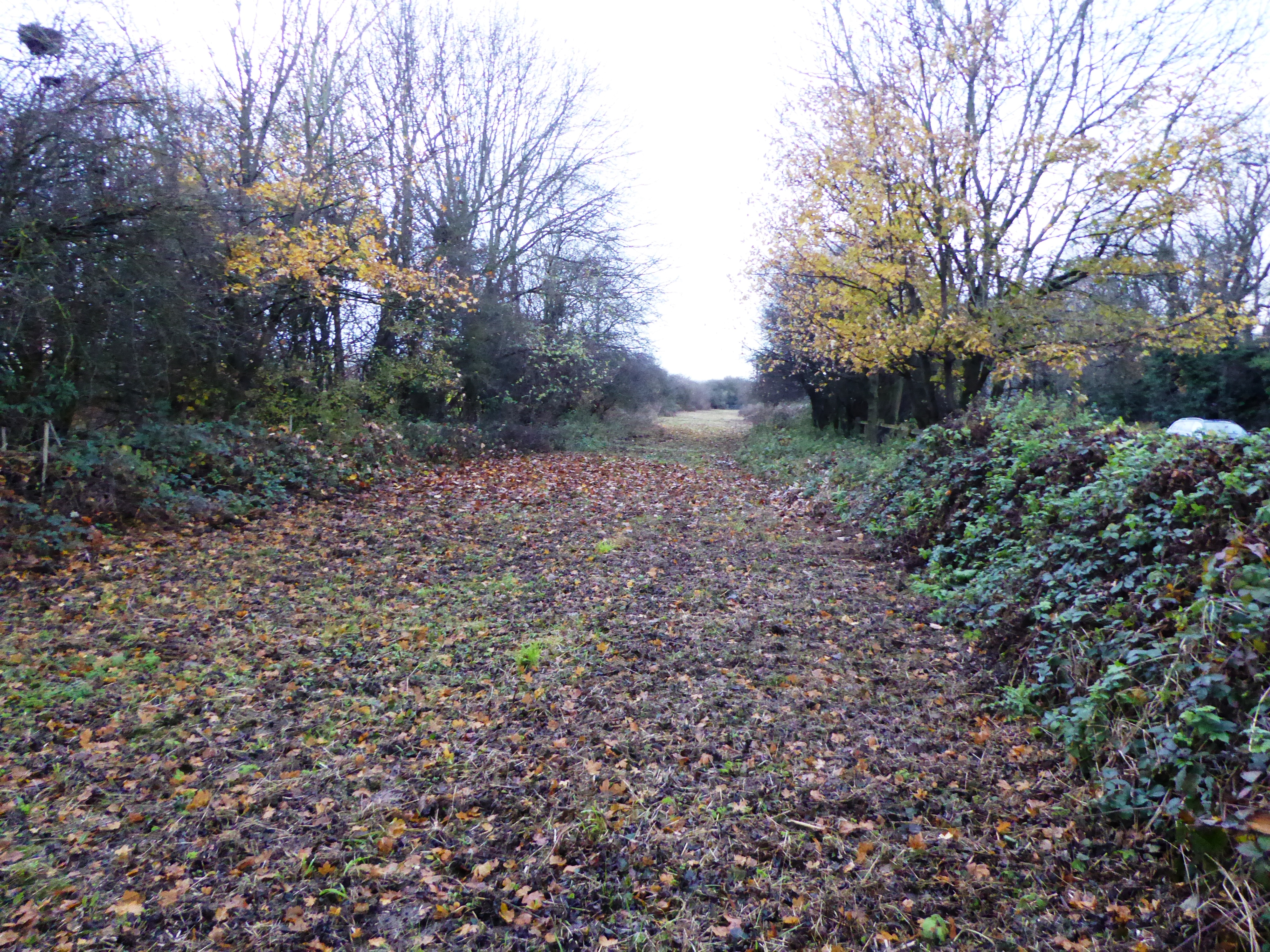 Goss Meadows