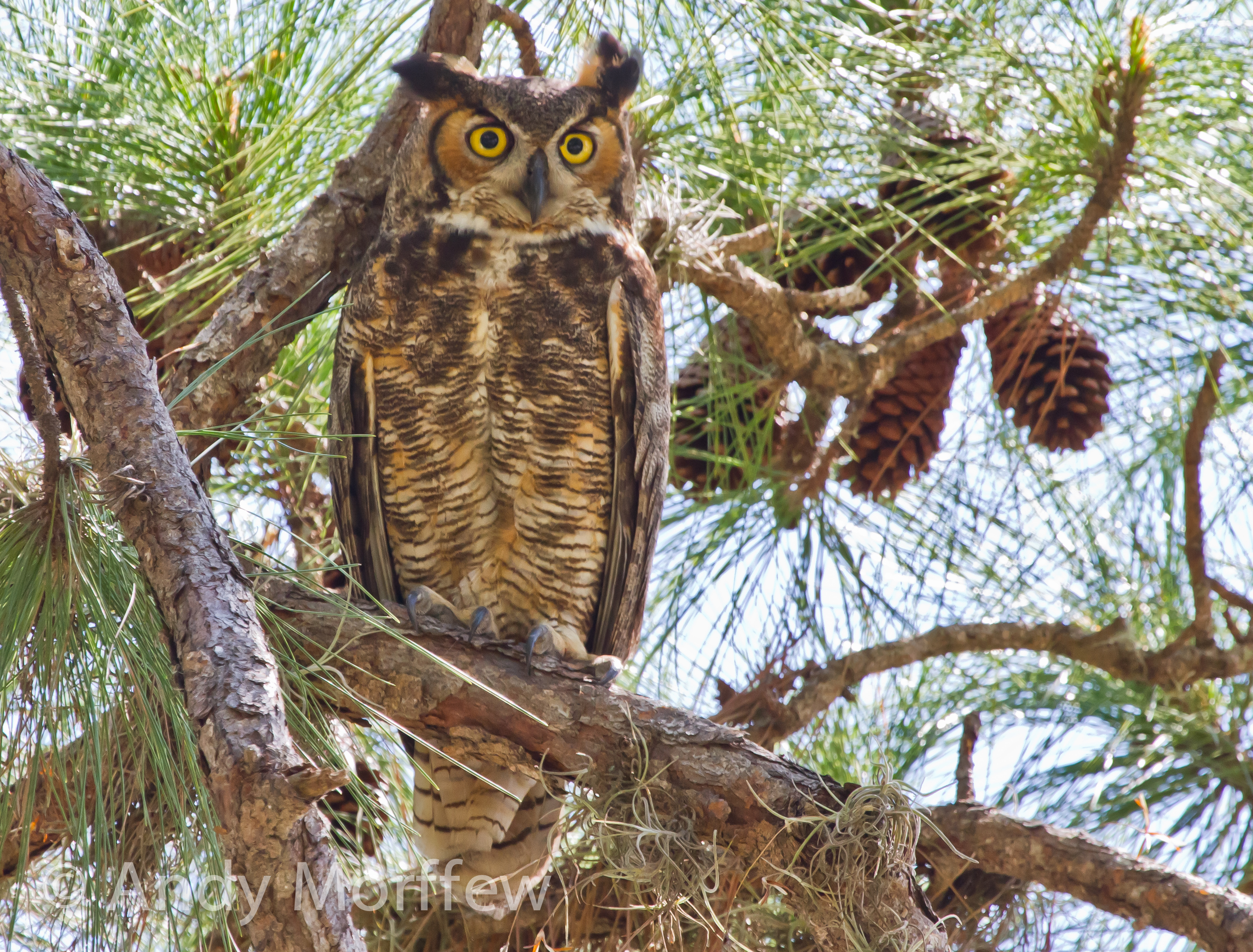 Great horned owl perched in a pine tree.