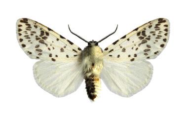 File:Hyphantria cunea male.JPG