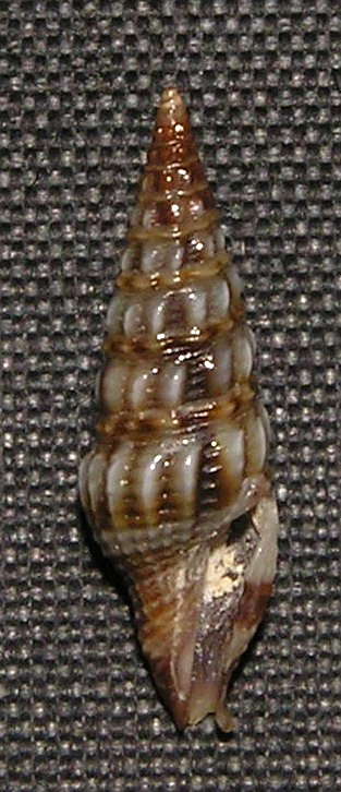<i>Inquisitor solomonensis</i> Species of gastropod